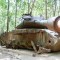 US tank in Cuchi tunnels. HIGHTLIGHTS OF VIETNAM 13 DAYS 12 NIGHTS from 520 USD/person only.